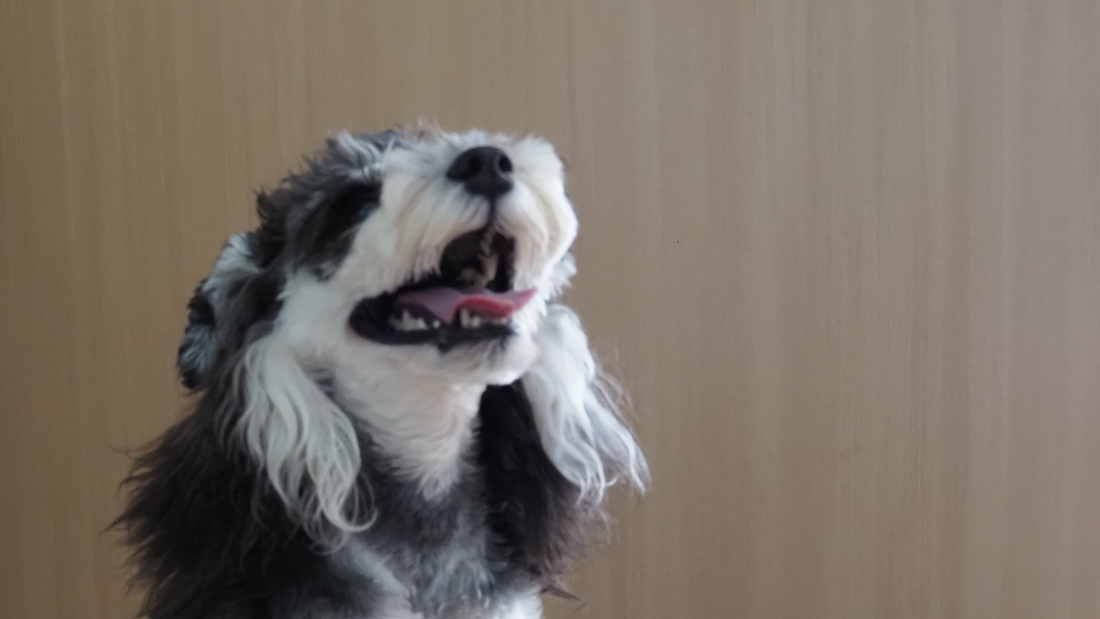 How Crystal Healing Works for Pets