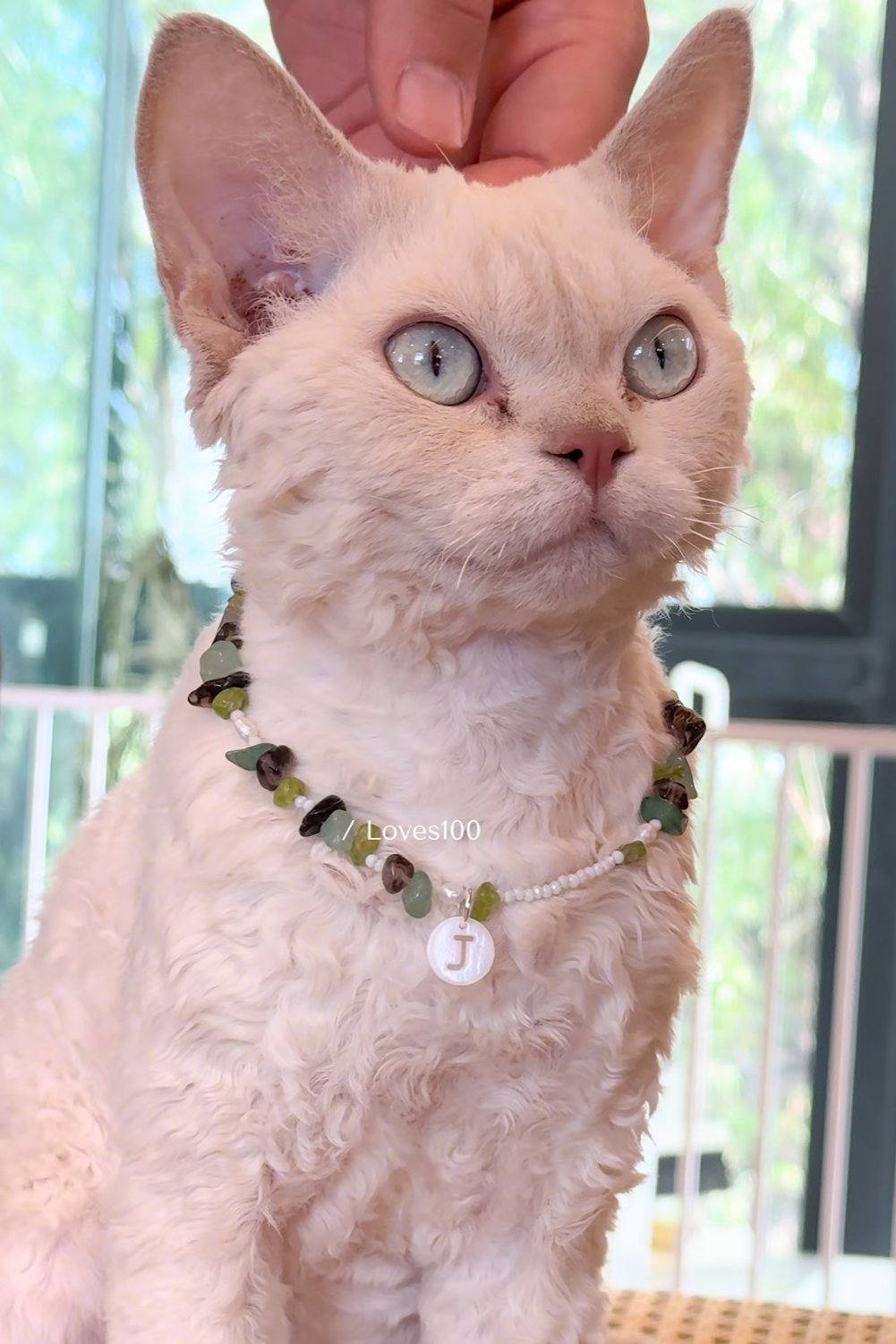 Forest Energy Collar